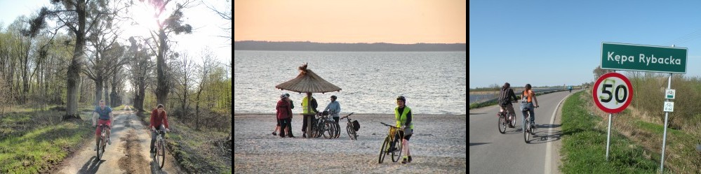 Foka w rezerwacje Mewia acha - Mikoszewo